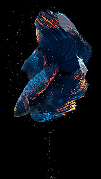 Betta Fish Live Wallpaper Apk